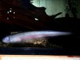 画像2: 【完売です】　[アプテロノートゥス科]　この魚、凶暴につき！　エクソドンナイフ20cm (2)