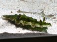 画像1: ［海水］　緑地にイエロースポットが綺麗！　ミアミアラウミウシ　グリーン　（ケラトソマ・シヌアタ） (1)