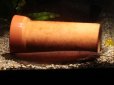画像3: 入荷は稀の赤いやつ！これでも属中最大種！　カンボジア・ナイフキャット　（Silurichthys　scheneideri） (3)