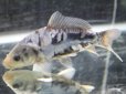画像2: カッコよすぎなドイツ鯉！　九紋竜（15cmサイズ）＃101-11 (2)