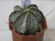 画像1: 　豪華な感じ！[サボテン][アストロフィツム]　瑞鳳玉　Astrophytum　 capricorne (1)