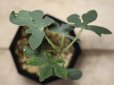 画像3: ハイブリッドの実生です！　[多肉][塊根][トケイソウ][アデニア]　アデニア・グラウカ(幻蝶カズラ)　×　スピノーサ　Adenia glauca　× A.spinosa ＃ (3)