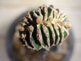  [アストロフィツム][接ぎ物]　ヘキラン複隆・セッカ・接ぎ　　Astrophytum myriostigma　f.monst　#003