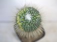 画像2: [訳あり価格][徒長してます・・・]　マミラリアの中型種！　[サボテン][マミラリア]　ピコ錦（竜接ぎ）Mammillaria spinosissima 'Pico' f. varieg. (2)