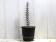 画像1: 名前だけでなく葉姿も格好いい植物です！　[多肉][アローディア]　亜竜木　Alluaudia procera　10cm以上　018-01 (1)
