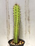 画像2: 大型の柱状種！　　[サボテン][柱][ネオライモンディア]　飛鳥閣　Neoraimondia（Neocardenasia） herzogiana　#075-02     (2)