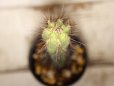 画像4: 大型の柱状種！　　[サボテン][柱][ネオライモンディア]　飛鳥閣　Neoraimondia（Neocardenasia） herzogiana　#075-02     (4)
