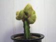 画像2: 突然変異個体！　[サボテン][柱]　金晃丸・綴化（接木）    Eriocactus leninghausii (2)