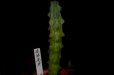 画像2: 竜神木のモンスト種！　[サボテン][柱]　福禄竜神木　ミニPOT    Myrtillocactus geometrizans cv. (2)