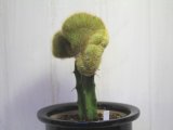 突然変異個体！　[サボテン][柱]　金晃丸・綴化（接木）    Eriocactus leninghausii