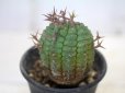 画像1: 刺ではなくて花径です！　[多肉][トウダイグサ科][ユーフォルビア][球状タイプ]　群星冠　2号ポット　Euphorbia stellaespina (1)