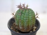 刺ではなくて花径です！　[多肉][トウダイグサ科][ユーフォルビア][球状タイプ]　群星冠　2号ポット　Euphorbia stellaespina
