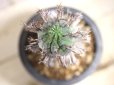画像5: 塊根できてます！　枝が特徴的な湾曲してる個体！　[多肉][トウダイグサ科][ユーフォルビア][球状タイプ]　スーパーバリダ25cm♀　Euphorbia　valida #308 (5)
