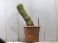 画像1: おおきめサイズ！  [サボテン][花サボテン][パロディア／エリオカクタス]　金晃丸　Eriocactus leninghausii #083     (1)