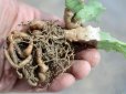 画像4: 塊根できてます！　枝が特徴的な湾曲してる個体！　[多肉][トウダイグサ科][ユーフォルビア][塊根タイプ]　Ｅ．グロエネワルディ　Euphorbia groenewaldii     (4)