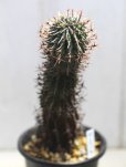 画像4: 刺ではなくて花径です！　[多肉][トウダイグサ科][ユーフォルビア][球状タイプ]　群星冠　／星キリン　Euphorbia stellaespina #071-02     (4)
