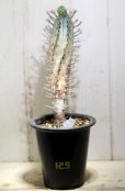 画像1: 塊根できてます！　枝が特徴的な湾曲してる個体！　[多肉][トウダイグサ科][ユーフォルビア][球状タイプ]　スーパーバリダ25cm♀　Euphorbia　valida #308 (1)