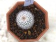 画像3: 密生した刺と美しい花が魅力の種類です！  [サボテン][花サボテン][パロディア／ノトカクタス]　紅小町　Parodia(Notocactus) scopa var. ruberrimus     (3)