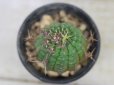 画像3: 刺ではなくて花径です！　[多肉][トウダイグサ科][ユーフォルビア][球状タイプ]　群星冠　2号ポット　Euphorbia stellaespina (3)