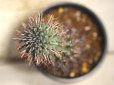 画像5: 刺ではなくて花径です！　[多肉][トウダイグサ科][ユーフォルビア][球状タイプ]　群星冠　／星キリン　Euphorbia stellaespina #071-01     (5)