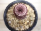 大きめです！  [サボテン][花サボテン][エビ][エキノケレウス]　太陽　Echinocereus pectinatus var. rigidissimus    