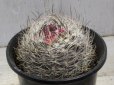 画像2: かっこいいです！  [サボテン][南米球形][エリオシケ] 銀翁玉 Eriosyce(Neoporteria) nidus #074-02 (2)