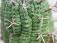 画像2: 刺ではなくて花径です！　[多肉][トウダイグサ科][ユーフォルビア][球状タイプ]　群星冠　　Euphorbia stellaespina  LL (2)