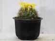画像6: 黄色い花が連続して咲きます！  [サボテン][花サボテン][レブチア]　花笠丸　Rebutia（Weingartia） neocumingii ssp.neocumingii    