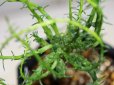 画像4: タコモノユーフォルビアです！　[多肉][トウダイグサ科][ユーフォルビア][蛸物タイプ]　孔雀丸　Euphorbia flanaganii　#044-01     (4)
