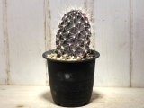 最近少ないです！　[サボテン][団扇]　　ガラパゴスウチワ　(カキコ)　Opuntia galapageia 　＃306    