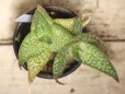 画像3: 斑紋入りの葉が綺麗です！　[多肉][アロエ]　アロエ・デルトイデオドンタ　三隅錦　Aloe deltoideodontha #2025-07     (3)