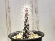 画像2: 最近少ないです！　[サボテン][団扇]　　ガラパゴスウチワ　(カキコ)　Opuntia galapageia 　＃306     (2)