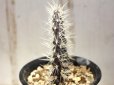 画像4: 最近少ないです！　[サボテン][団扇]　　ガラパゴスウチワ　(カキコ)　Opuntia galapageia 　＃306     (4)