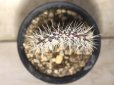 画像5: 最近少ないです！　[サボテン][団扇]　　ガラパゴスウチワ　(カキコ)　Opuntia galapageia 　＃306     (5)
