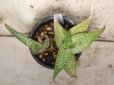 画像3: 斑紋入りの葉が綺麗です！　[多肉][アロエ]　アロエ・デルトイデオドンタ　三隅錦　Aloe deltoideodontha #2025-02     (3)
