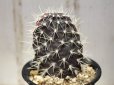 画像3: 最近少ないです！　[サボテン][団扇]　　ガラパゴスウチワ　(カキコ)　Opuntia galapageia 　＃306     (3)