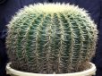 画像6: 超有名種！　[サボテン][強刺][エキノカクタス]　金鯱４０ｃｍ　Echinocactus grusonii　#200-02 (6)