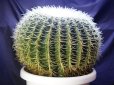 画像5: 超有名種！　[サボテン][強刺][エキノカクタス]　金鯱４０ｃｍ　Echinocactus grusonii　#200-05     (5)