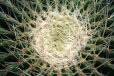 画像7: 超有名種！　[サボテン][強刺][エキノカクタス]　金鯱４０ｃｍ　Echinocactus grusonii　#200-02