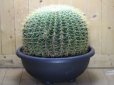 画像4: 超有名種！　[サボテン][強刺][エキノカクタス]　金鯱　Echinocactus grusonii　38cm　#2017-01 (4)