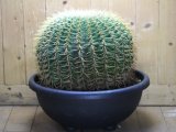 超有名種！　[サボテン][強刺][エキノカクタス]　金鯱　Echinocactus grusonii　38cm　#2017-01