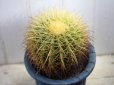 画像3: 超有名種！　[サボテン][強刺][エキノカクタス]　金鯱　Echinocactus grusonii　MLサイズ　#131     (3)