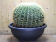 画像3: 超有名種！　[サボテン][強刺][エキノカクタス]　金鯱　Echinocactus grusonii　38cm　#2017-01
