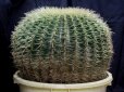 画像4: 超有名種！　[サボテン][強刺][エキノカクタス]　金鯱４０ｃｍ　Echinocactus grusonii　#200-02