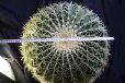 画像7: 超有名種！　[サボテン][強刺][エキノカクタス]　金鯱４０ｃｍ　Echinocactus grusonii　#200-05     (7)