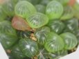 画像5: 大人気の入門種です！　[多肉][ハオルチア]　雫石　Haworthia obtusa truncata ２号pot     (5)