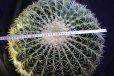 画像8: 超有名種！　[サボテン][強刺][エキノカクタス]　金鯱４０ｃｍ　Echinocactus grusonii　#200-05    