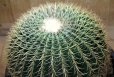 画像5: 超有名種！　[サボテン][強刺][エキノカクタス]　金鯱　Echinocactus grusonii　38cm　#2017-01 (5)