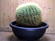 画像1: 超有名種！　[サボテン][強刺][エキノカクタス]　金鯱　Echinocactus grusonii　30cm　#2017-02 (1)