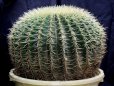 画像5: 超有名種！　[サボテン][強刺][エキノカクタス]　金鯱４０ｃｍ　Echinocactus grusonii　#200-02 (5)